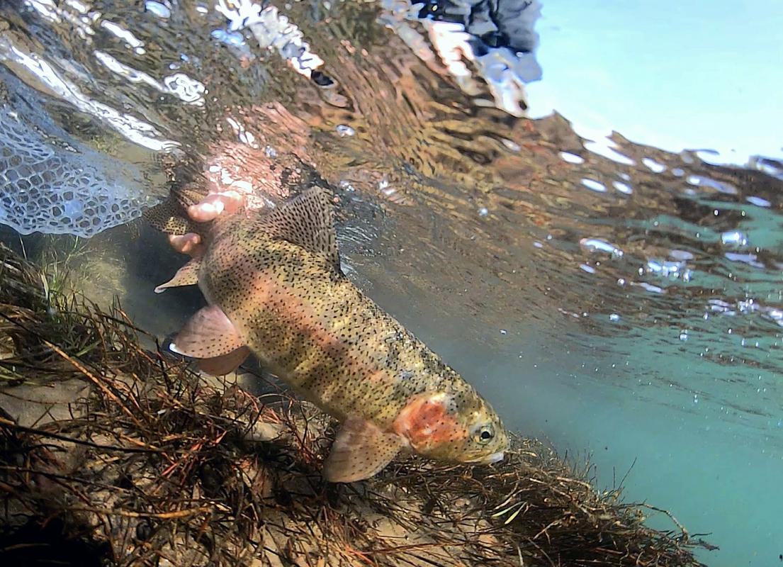 Middle Fork, Feather River Float